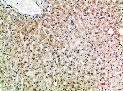 a04434 il19 primary antibodies ihc testing 1