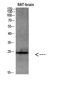 a04434 il19 primary antibodies wb testing 2