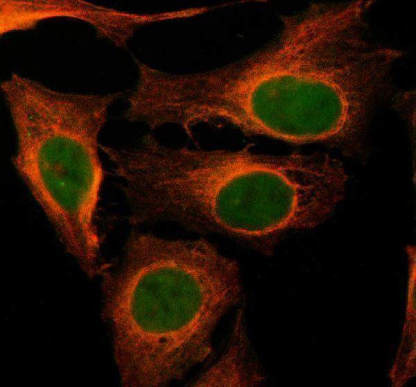 a04435 1 drg1 primary antibodies if testing 1