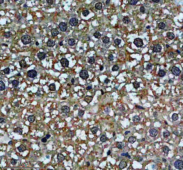 IHC analysis of DRG1 using anti-DRG1 antibody (A04435-1)