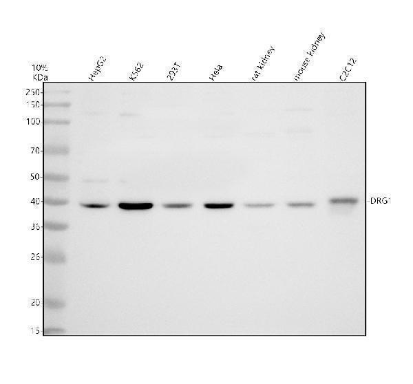 Western blot analysis of DRG1 using anti-DRG1 antibody (A04435-1)