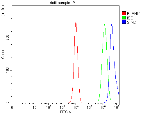 Flow Cytometry analysis of PC-3 cells using anti-SIM2 antibody (A04436-2)