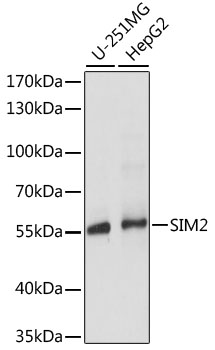 Western blot analysis of extracts of various cell lines, using SIM2 antibody  at 1:1000 dilution