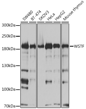 a04438 baz1b primary antiboties wb testing 1