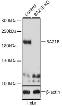 a04438 baz1b primary antiboties wb testing 2