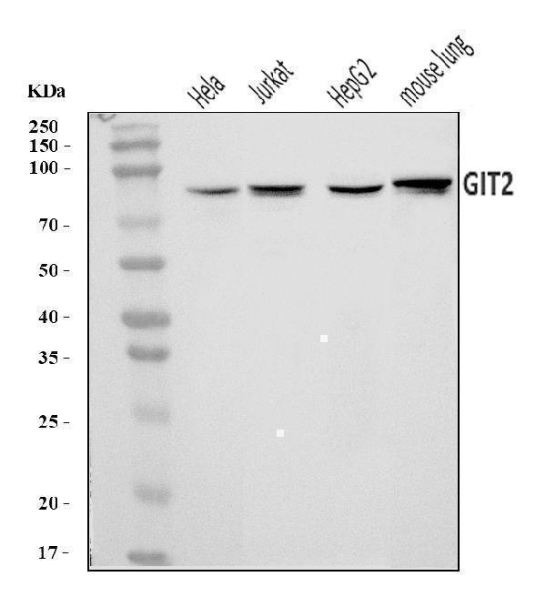  Western blot analysis of GIT2 using anti-GIT2 antibody (A04441-3)