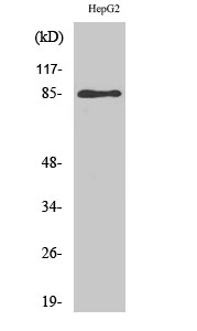 Western Blot (WB) analysis of HepG2 cells using GIT2 Polyclonal antibody