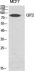 Western Blot (WB) analysis of specific cells using GIT2 Polyclonal antibody