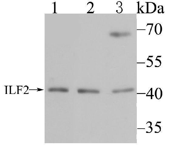 Western blot analysis of ILF2 on different cell lysates using anti-ILF2 antibody at 1/500 dilution
