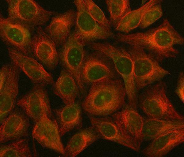 a04443 2 ilf2 primary antibodies if testing 9