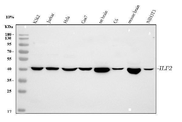 a04443 2 ilf2 primary antibodies wb testing 1