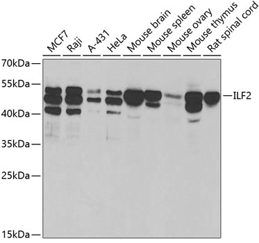 Western blot analysis of extracts of various cell lines, using ILF2 antibody  at 1:1000 dilution