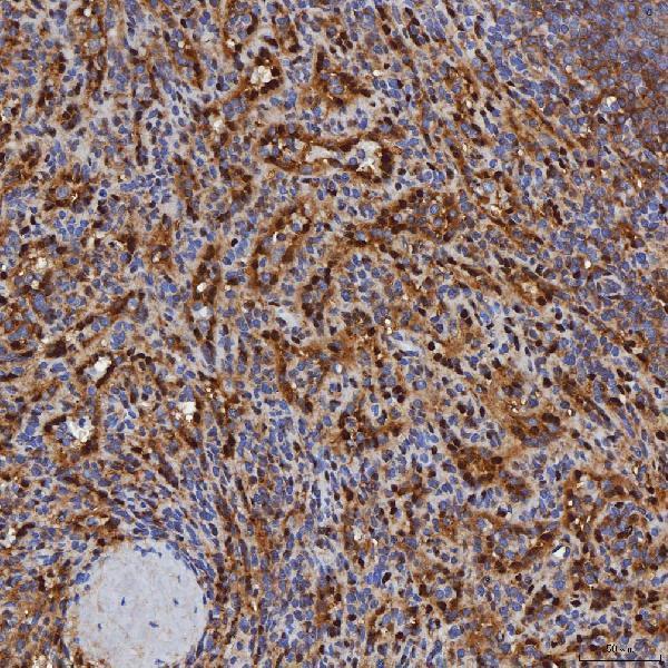 a04444 3 selenbp1 primary antibodies ihc testing 2
