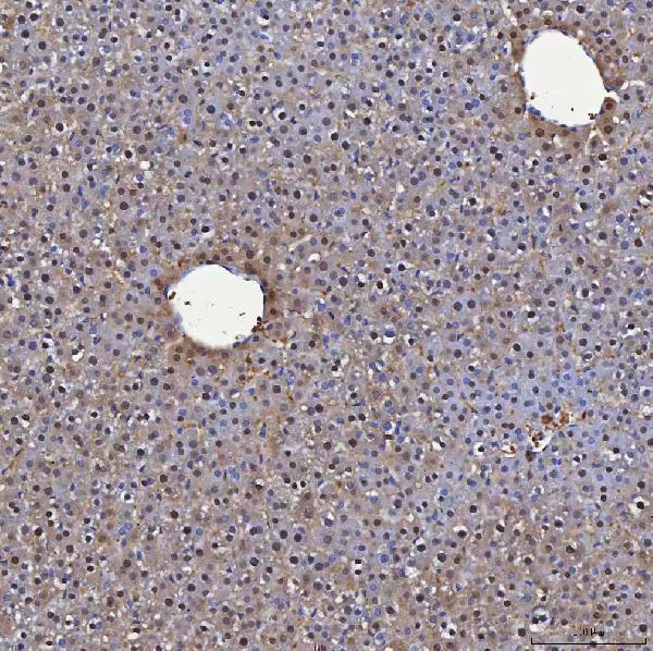 a04444 3 selenbp1 primary antibodies ihc testing 8