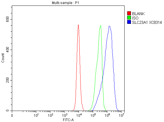 a04445 slc23a1 primary antibodies fcm testing 1