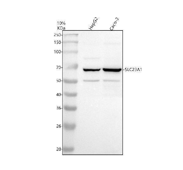 a04445 slc23a1 primary antibodies wb testing 1