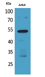 Western Blot analysis of Jurkat cells using BMP-3A Polyclonal Antibody