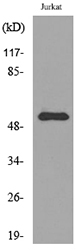 Western blot analysis of lysate from Jurkat cells, using BMP3 Antibody