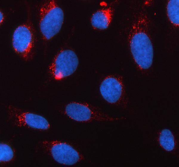 a04453 3 fut8 primary antibodies if testing 1