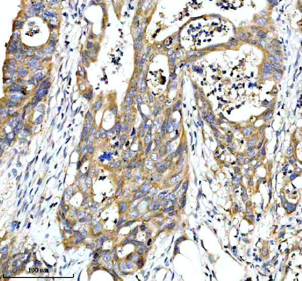 a04453 3 fut8 primary antibodies ihc testing 1