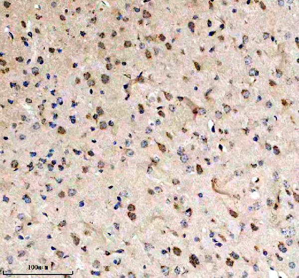 a04453 3 fut8 primary antibodies ihc testing 2