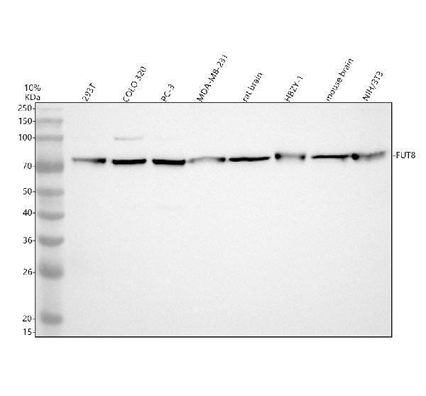 a04453 3 fut8 primary antibodies wb testing 1