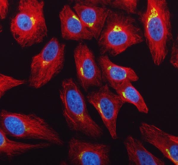 IF analysis of GALNT2 using anti-GALNT2 antibody (A04458-1) and anti-Alpha Tubulin antibody (M03989-3)