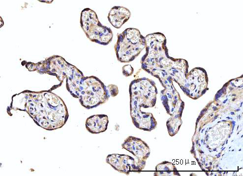  IHC analysis of RPS5 using anti-RPS5 antibody (A04460-2)
