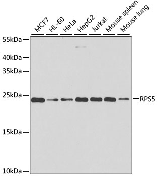 Western blot analysis of extracts of various cell lines, using RPS5 antibody  at 1:1000 dilution
