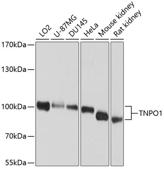 Western blot analysis of extracts of various cell lines, using TNPO1 antibody  at 1:1000 dilution