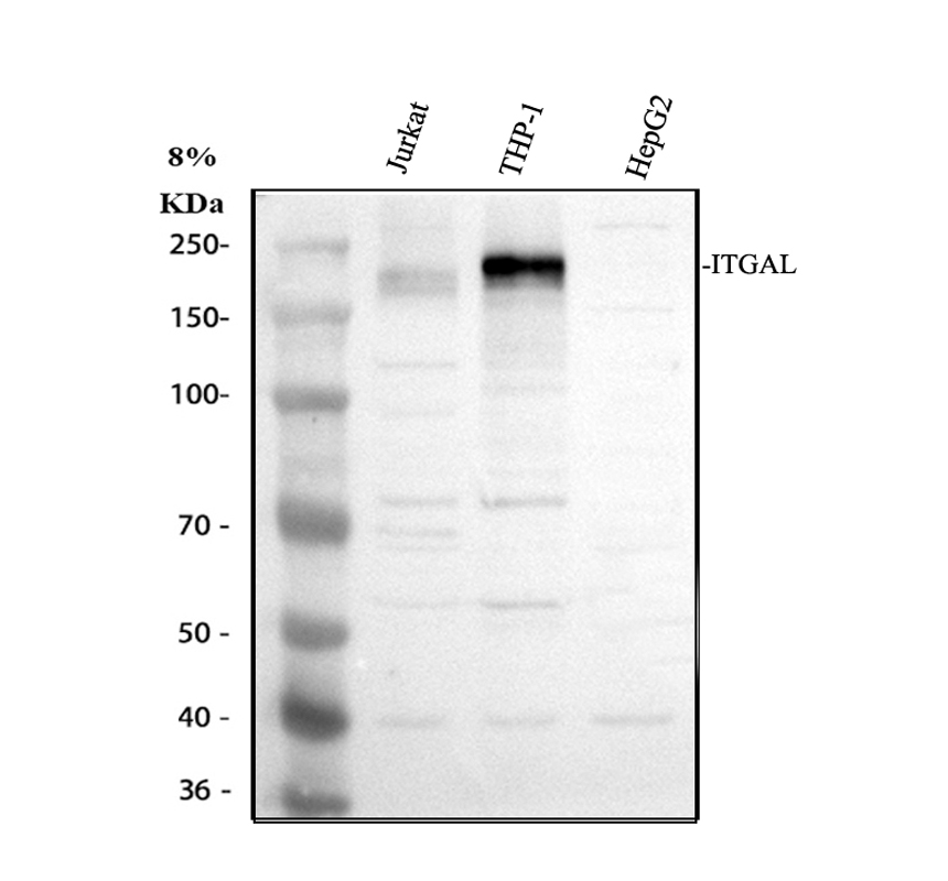 Western blot analysis of ITGAL using anti-ITGAL antibody (A04466-1)
