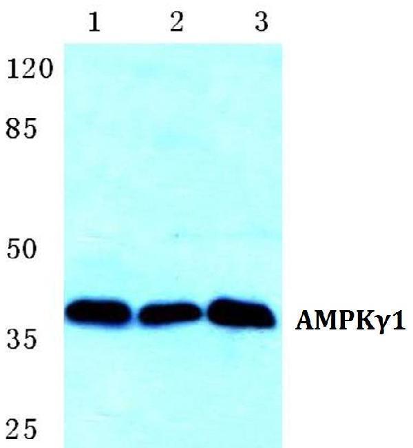a04467 1 prkag1 primary antiboties wb testing 1