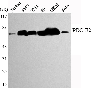 a04469 dlat primary antibodies wb testing 1