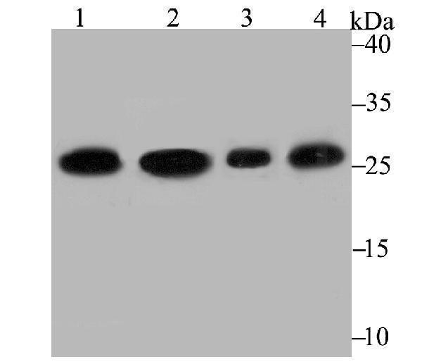 Western blot analysis of PGAM1 on different lysates using anti-PGAM1 antibody at 1/2,000 dilution