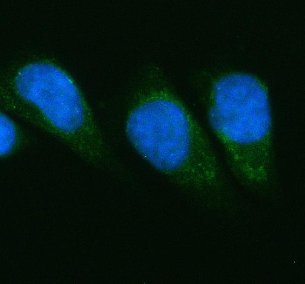 a04470 2 pgam1 primary antibodies if testing 1