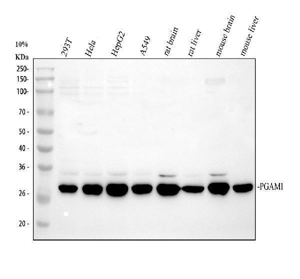Western blot analysis of PGAM1 using anti-PGAM1 antibody (A04470-2)