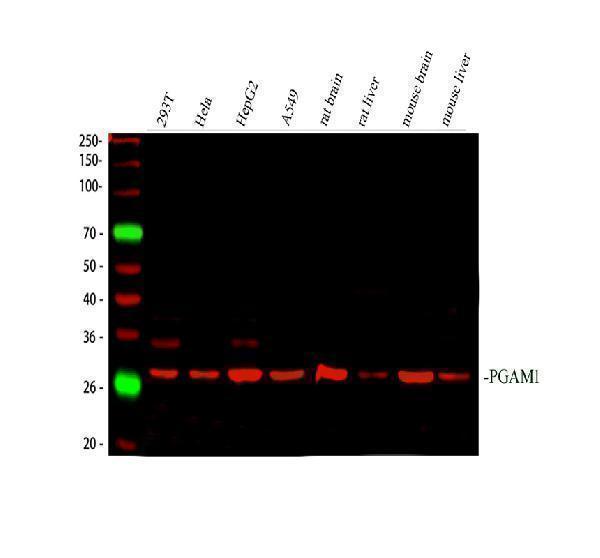 Western blot analysis of PGAM1 using anti-PGAM1 antibody (A04470-2)