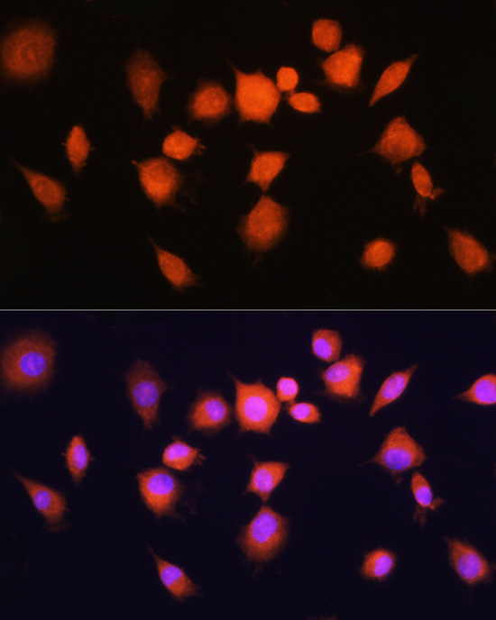Immunofluorescence analysis of L929 cells using PGAM1 Rabbit pAb  at dilution of 1:100 