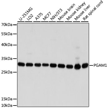 Western blot analysis of extracts of various cell lines, using PGAM1 antibody  at 1:1000 dilution