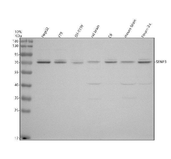 a04474 1 senp3 primary antibodies wb testing 1