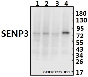 a04474y24 senp3 primary antiboties wb testing 1