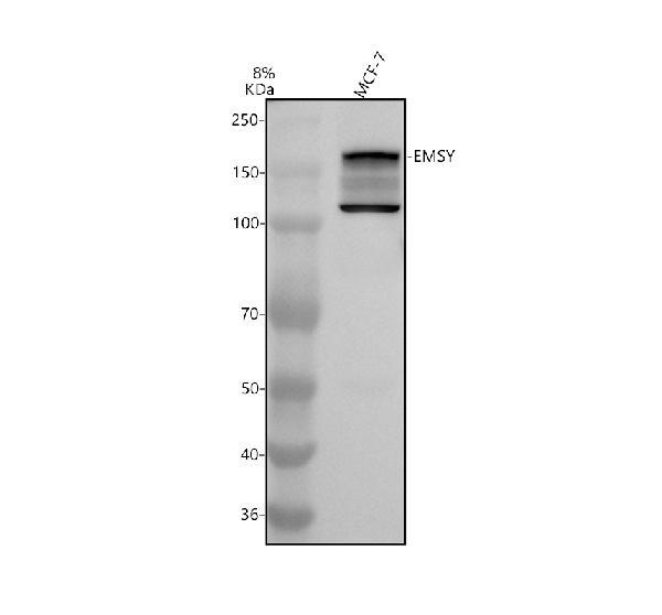 Western blot analysis of C11orf30/EMSY using anti-C11orf30/EMSY antibody (A04477-1)