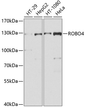 Western blot analysis of extracts of various cell lines, using ROBO4 antibody  at 1:1000 dilution