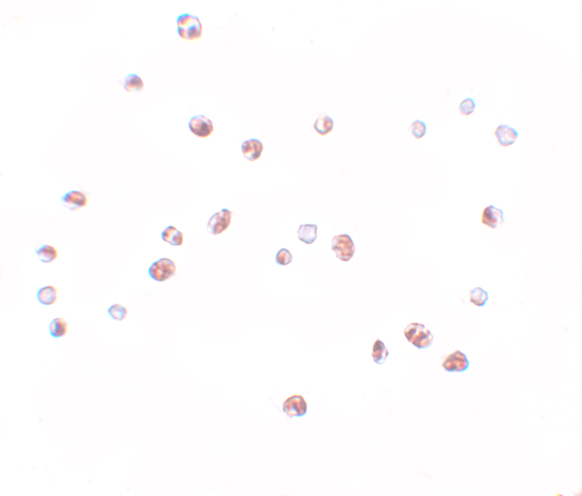 a04481 nlrc5 primary antibodies icc testing 2