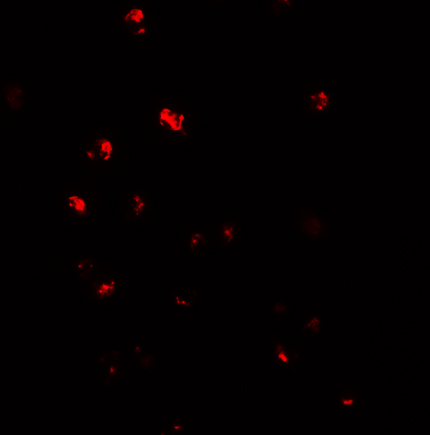 a04481 nlrc5 primary antibodies if testing 3