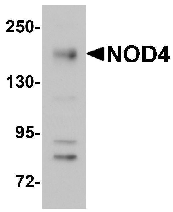 a04481 nlrc5 primary antibodies wb testing 1