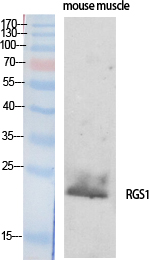 a04483 rgs1 primary antibodyes wb testing 1