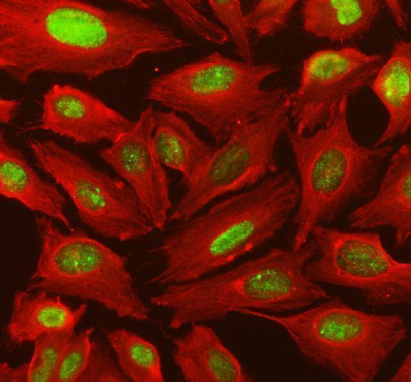 a04485 irf9 primary antibodies if testing 1