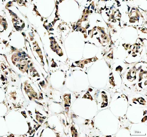 a04485 irf9 primary antibodies ihc testing 1
