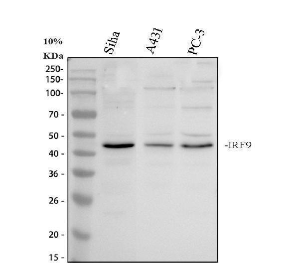 a04485 irf9 primary antibodies wb testing 1